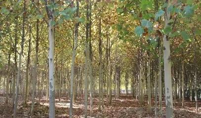 鳌龙生态园:优质绿化苗木,秋冬时节植树造林正当时